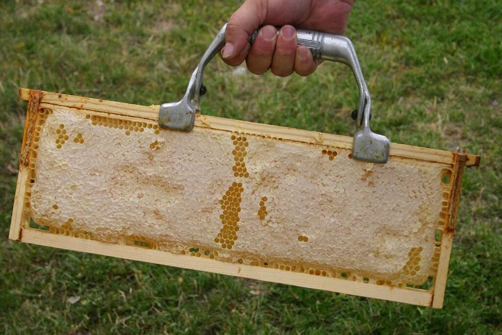 Купить пчелиные рамки. Медовая вощина. Рамки для пчел. Пчеловодческие рамки. Рамки для пчеловодства.