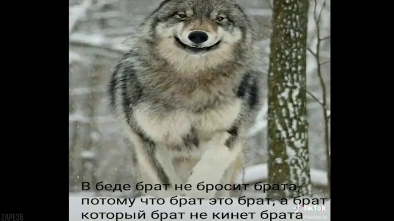 Кинула ты меня в черный. Волк не волк. Брат брата не бросит. Волк брат. Волк братишка.