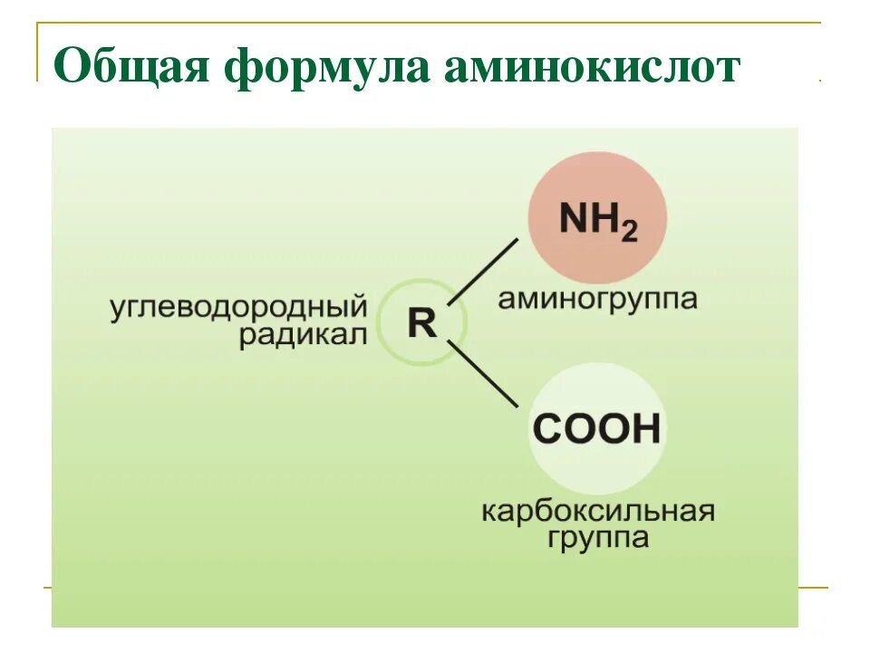 10 формул аминокислот. Общая формула аминокислот. Формула аминокислот общая формула. Основная формула аминокислот. Общая структурная формула аминокислоты.
