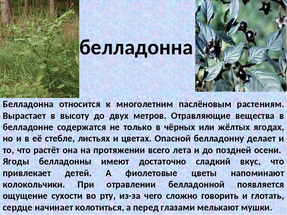 Рассказ о ядовитых растениях. Ядовитые растения. Ядовитые растения описание. Белладонна растение описание. Сведения о ядовитых растениях.