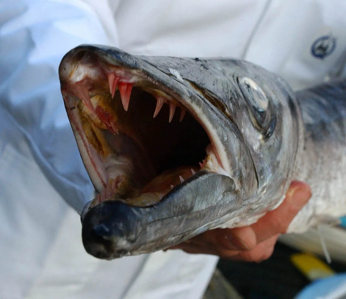 Нападения рыба. Барракуда хищник. Барракуда рыба. Бараку Барракуда рыба. Барракуда — страшные челюсти.