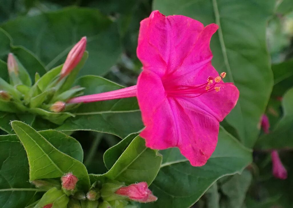 Какой процент ночной красавицы с розовыми цветками. Мирабилис ялапа ночная красавица. Мирабилис ялапа цветок. Мирабилис (растение).