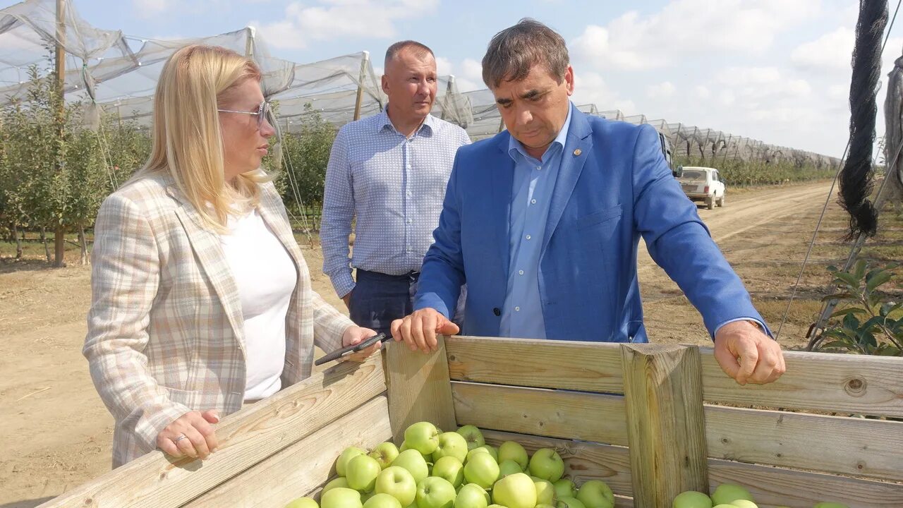 Золотые яблоки 2025. Фрукты старого крыма. крымские яблоки. кфх яблоко нижнегорский. крымский урожай ооо симферополь.