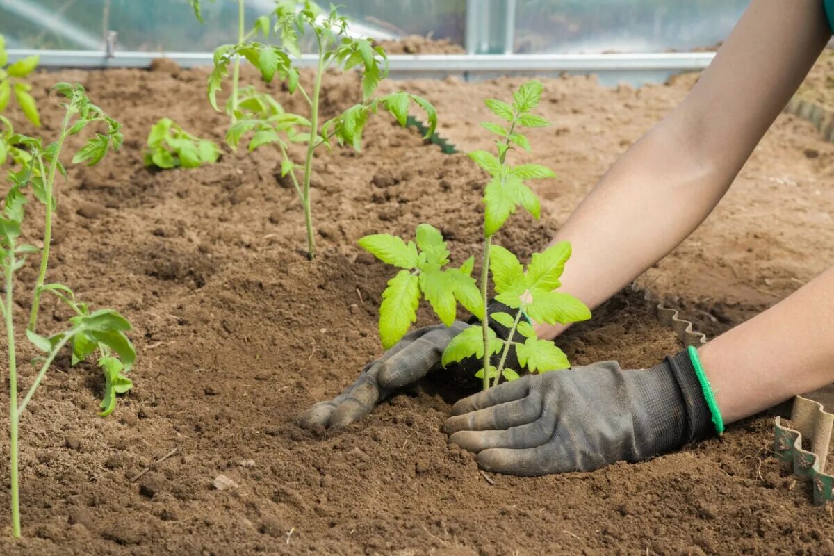 Можно сейчас высаживать. Tomato seedlings. Помидоры для пересадки. Высадка томатов в теплицу в апреле 2023. Когда пересаживать помидоры.