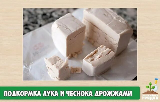 дрожжи прессованные. хлебопекарные дрожжи. пекарские дрожжи. что можно добавить еще в маску с живыми дрожжами. какделать подпорку с живыми дрожжами.