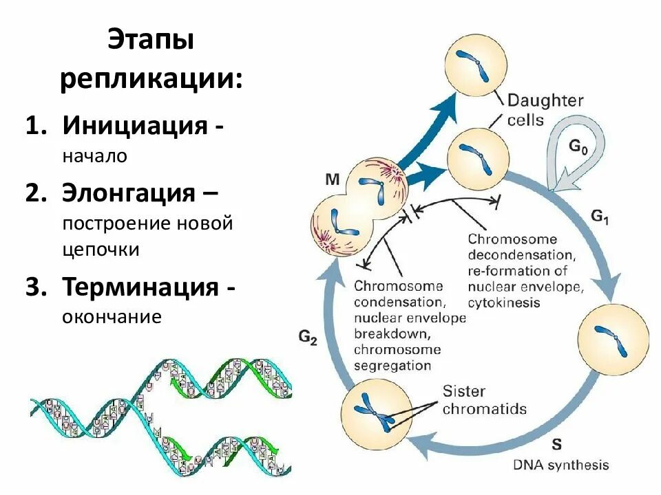 Основные этапы процесса репликации ДНК. Основные этапы репликации ДНК. Этапы репликации ДНК схема. Инициация репликации ДНК схема процесса. 3 этапа репликации