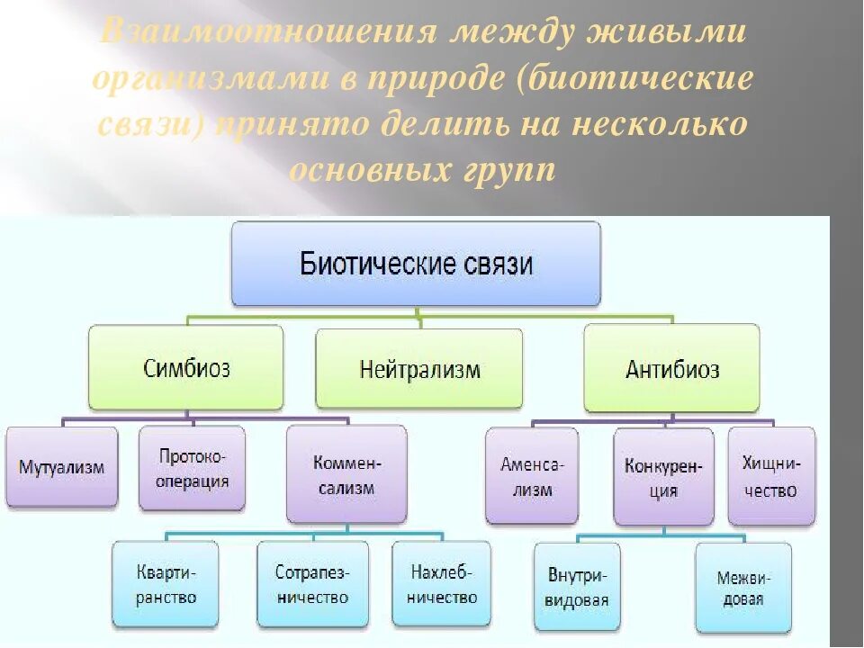 Группы биотических связей с примерами. Биотические связи в природе таблица. Схема взаимоотношений между организмами. Биотические взаимодействия организмов