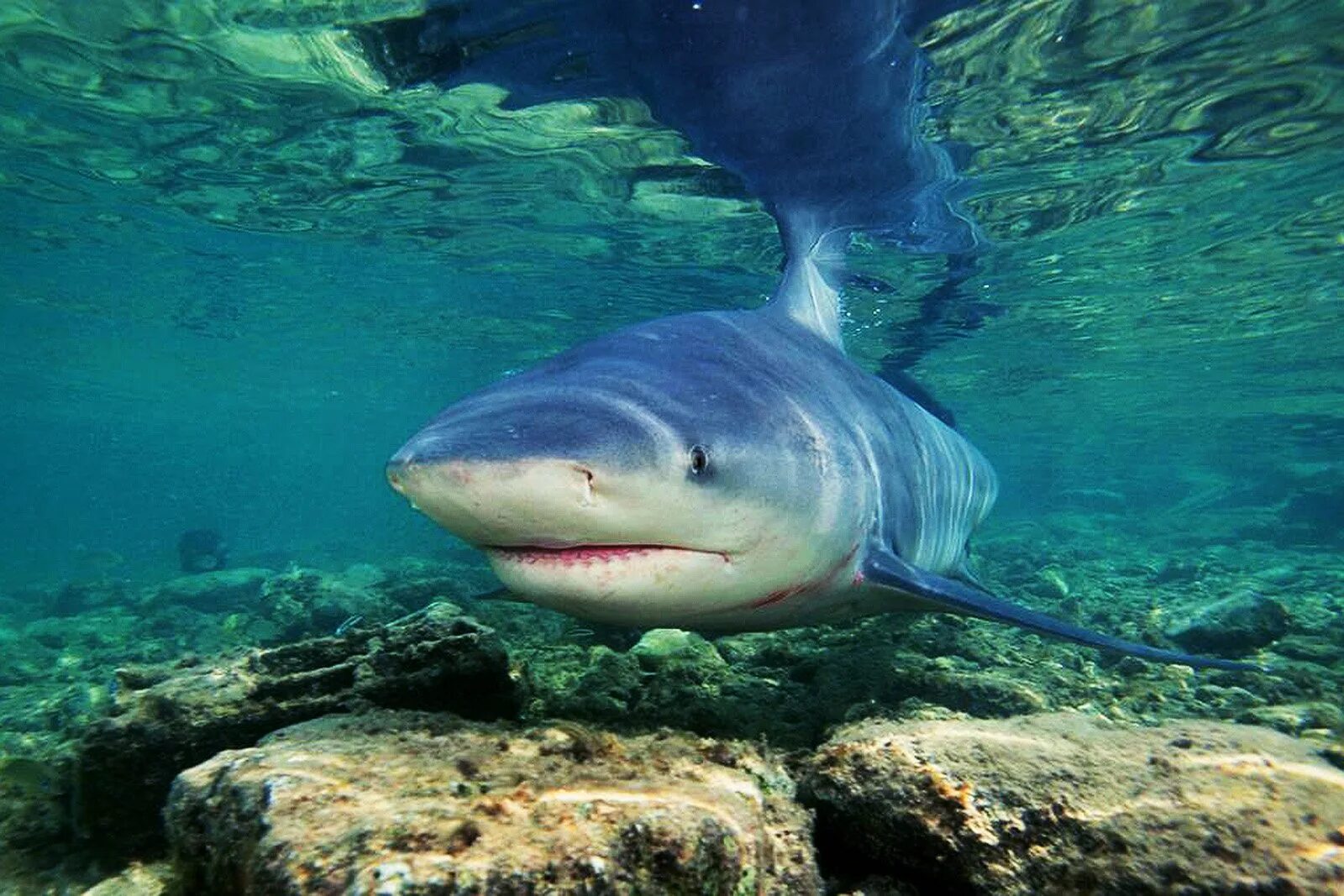 Акула бык. Пресноводная акула озера Никарагуа. Акула-бык (Carcharhinus leucas). Пресноводные акулы Никарагуа. Акула в пресной воде