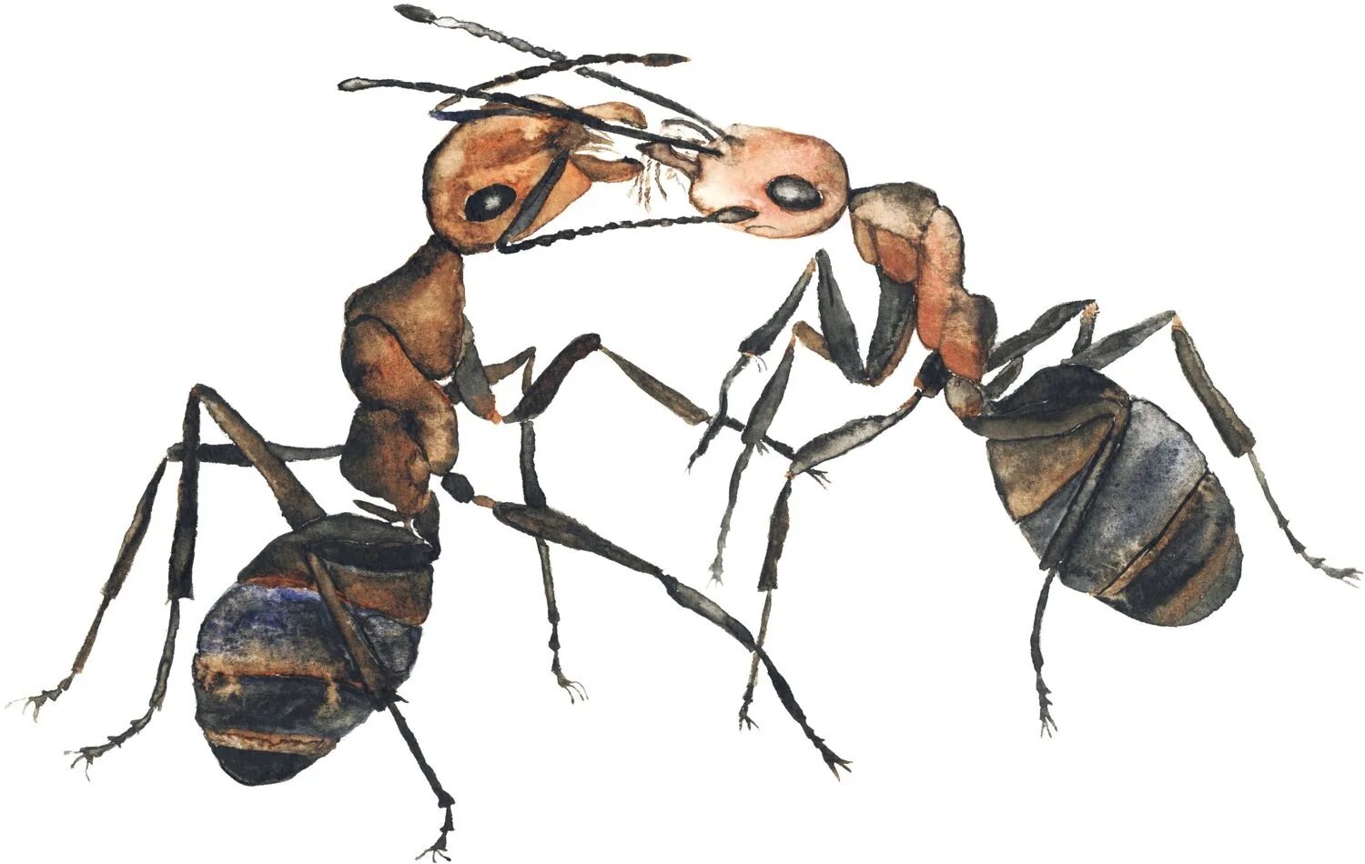 Два муравья. Муравей акварель. Муравей 2. Сильный муравей.