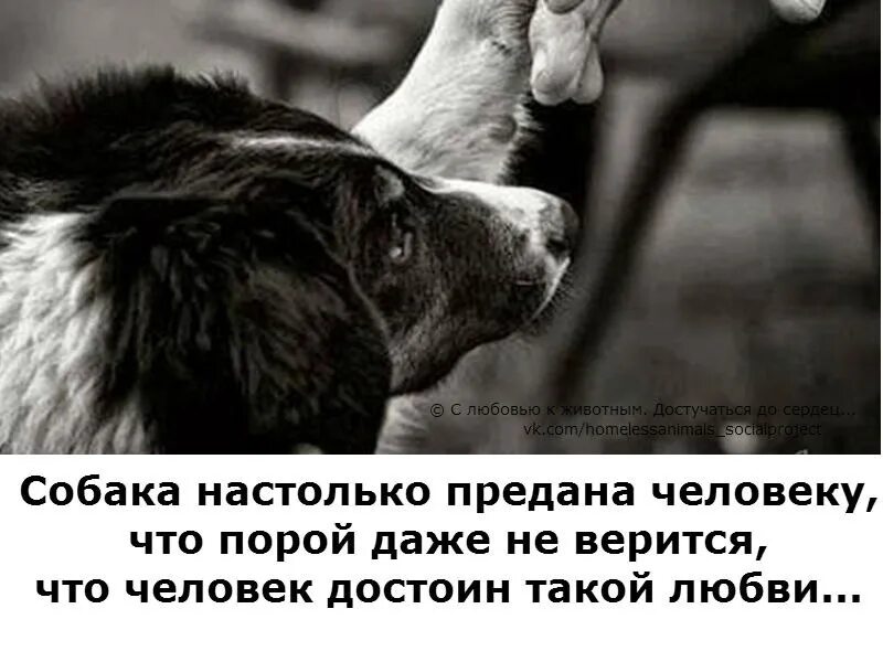 Любовь к животным цитаты. Любовь к животным статья. цитаты р любви к животным. любовь к своему питомцу цитаты.