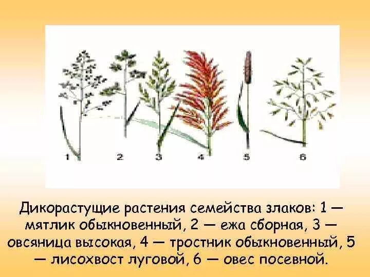 Овес группа растений. Злаковые травы ежа, мятлик. Мятлик Луговой ежа сборная кукуруза. Злаки дикорастущие растения. Дикорастущие растения семейства злаковых.