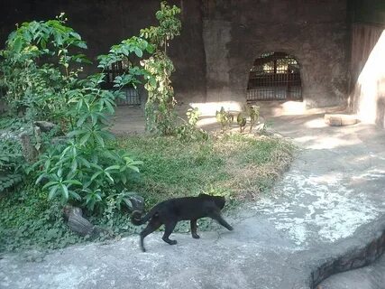 Кошки в зоопарке