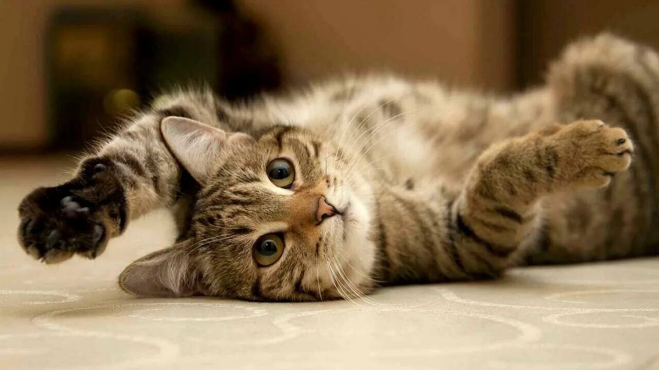 Прикольные коты. Летающий кот. Кошки бенгальской породы. Бенгальская кошка. Как ухаживать за бенгальский кот.