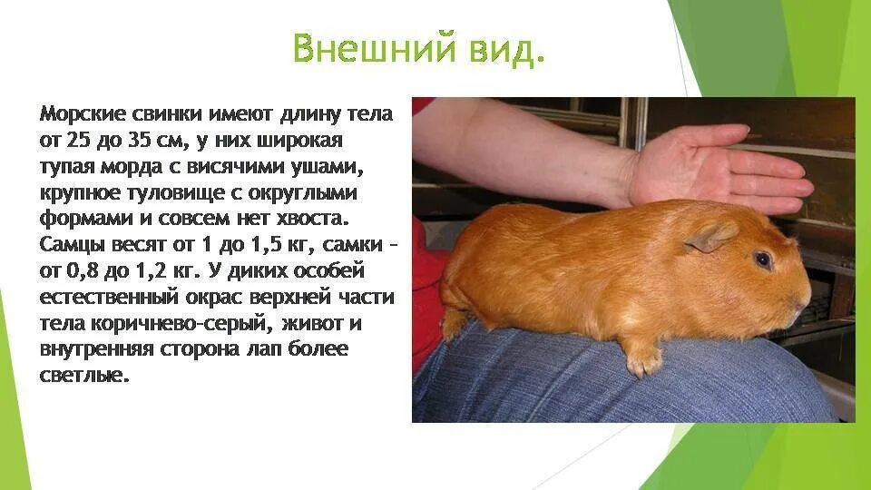 К какому отряду относят морскую свинку