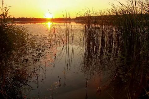 Камыши банное пространство спб