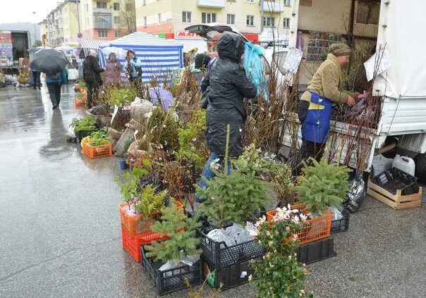 Ярмарка в междуреченске когда будет. Ярмарка продуктовая в междуреченске. Сельхозярмарки в горно-алтайске. Ярмарка в междуреченске когда будет на крытом рынке. Новогодняя ярмарка прокопьевск.