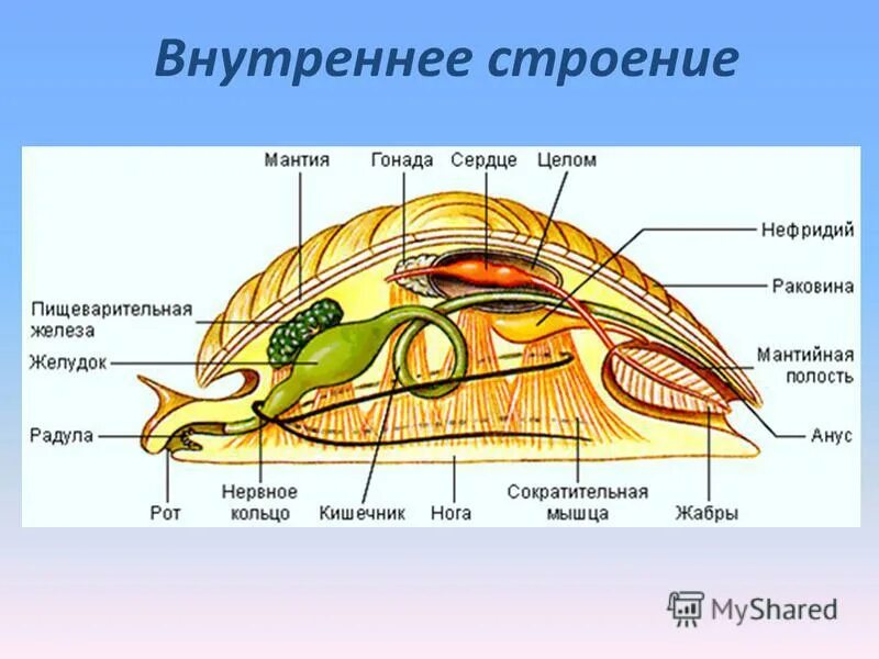 Внешнее строение класс брюхоногие. Внутреннее строение брюхоногих моллюсков. внутреннее строение брюхоногого моллюска схема. строение брюхоногих моллюсков схема. строение брюхоногого моллюска рисунок.
