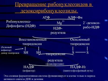 Нуклеопротеины биохимия