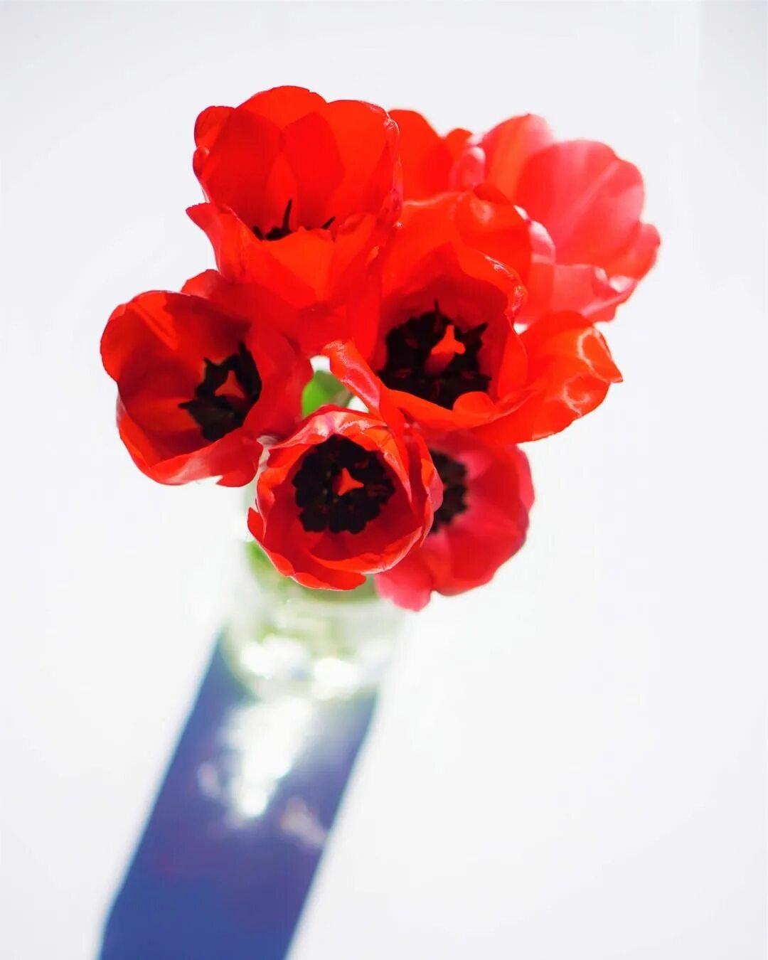 Extra flowers. 51 тюльпан. Цветы картинки для детей нарисованные. Extra flowers. Doan ly photography.