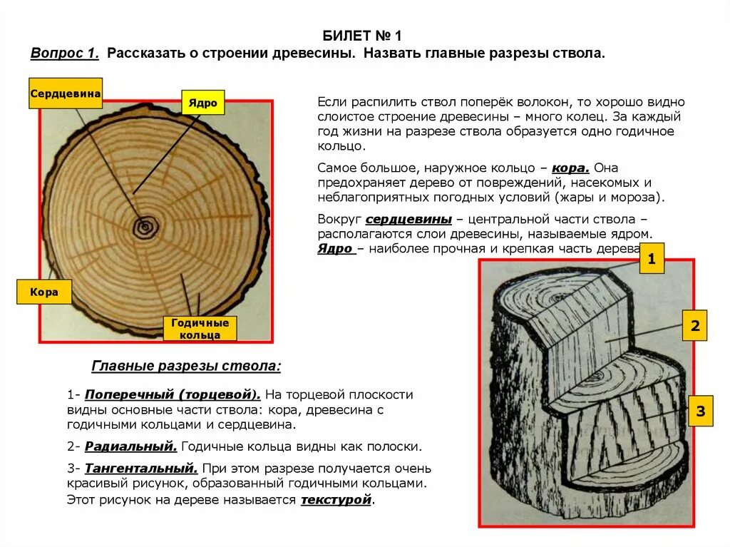 Сделайте кольцевой надрез на древесной ветки. Строение древесины главные разрезы ствола. Годичные кольца строение. Строение ствола дерева. Годичные кольца древесины.