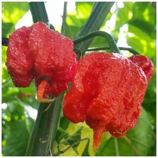 Carolina reaper