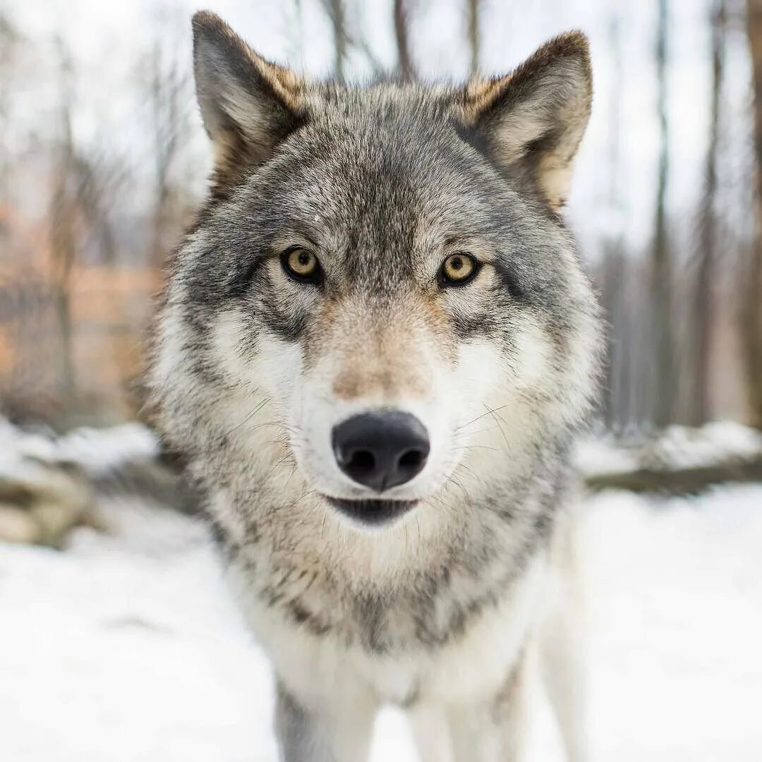 Волчара песни. Воочара по чище многих. Успешный волк. Стример волчара. Волкособ.