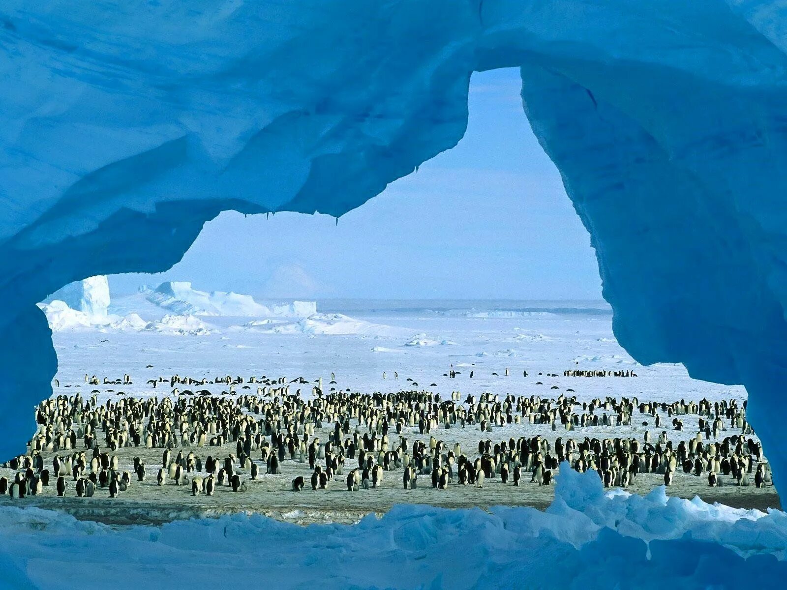 Самый большой конец в мире. Ледник Ронне Фильхнера. Арктика Антарктика Антарктида. Антарктида (материк) айсберги. Антарктида материк пингвины.