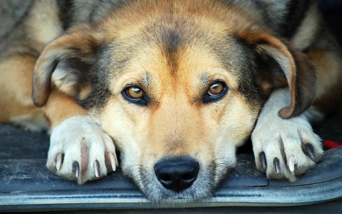 У собаки судороги и пена изо рта. PSA собаки.