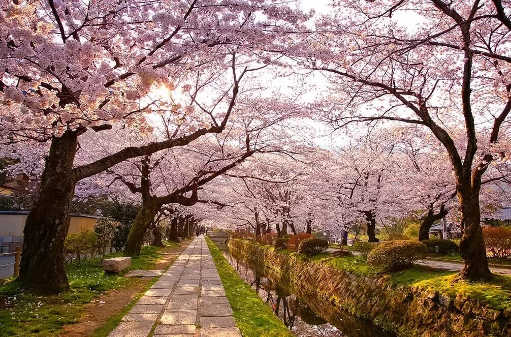 Киото Япония цветение Сакуры. Япония цветение Сакуры парк. Киото философская тропа Сакура. Парк Киото Япония. Место сакура