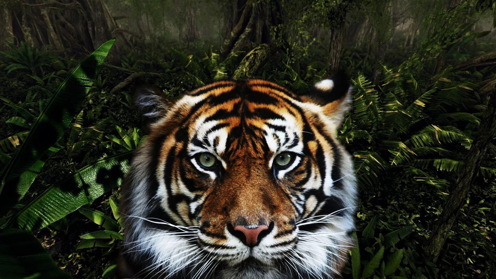 Красивая заставка тигр. Тигр. Тигр обои. Тигр морда. Тигр в джунглях.