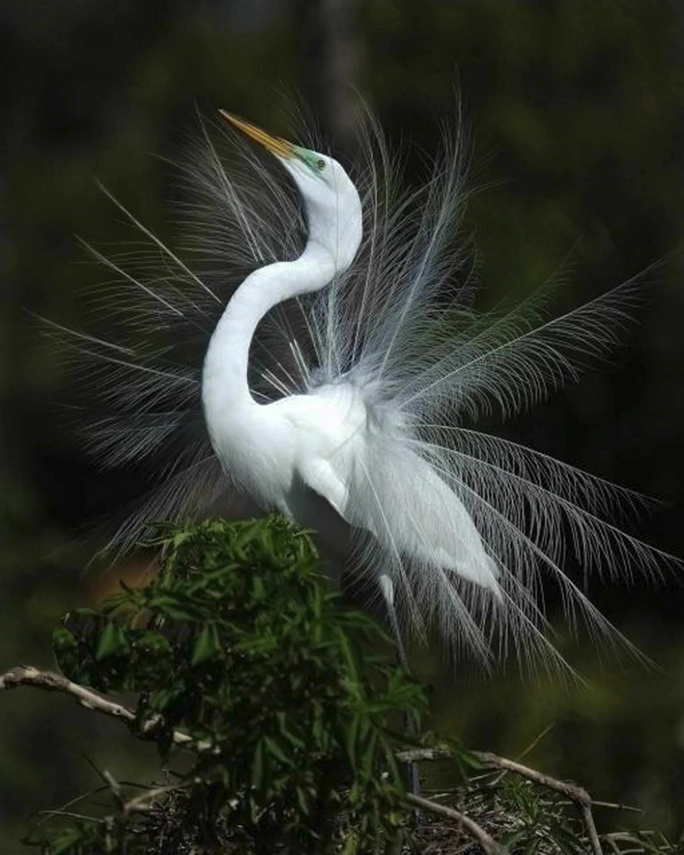 Огромные белые птицы. Белая цапля Телешов. Эгрета цапля. Большая белая цапля (Egretta Alba). Белая хохлатая цапля.
