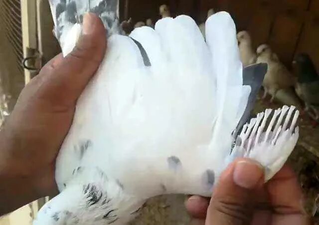 Волнистый попугай линяет. Первая линька попугая. Французская линька у попугаев. 1 линька. Корелла и волнистый попугай.