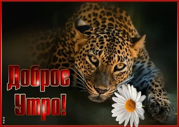 Картинки с добрым утром августа с животными. Доброе утро с леопардами. картинки с добрым утром леопард. леопард открытка. с добрым утром открытка с леопардом.