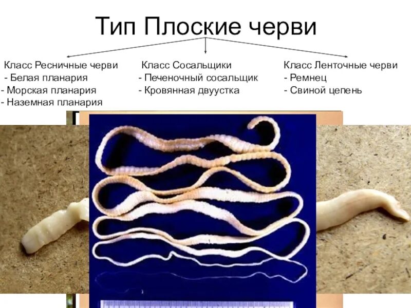 Плоские ленточные черви биология 7 класс. Ленточные черви Тип кольчатые. Ленточные черви и Ресничные черви. Класс червей ленточные черви. Глисты биология