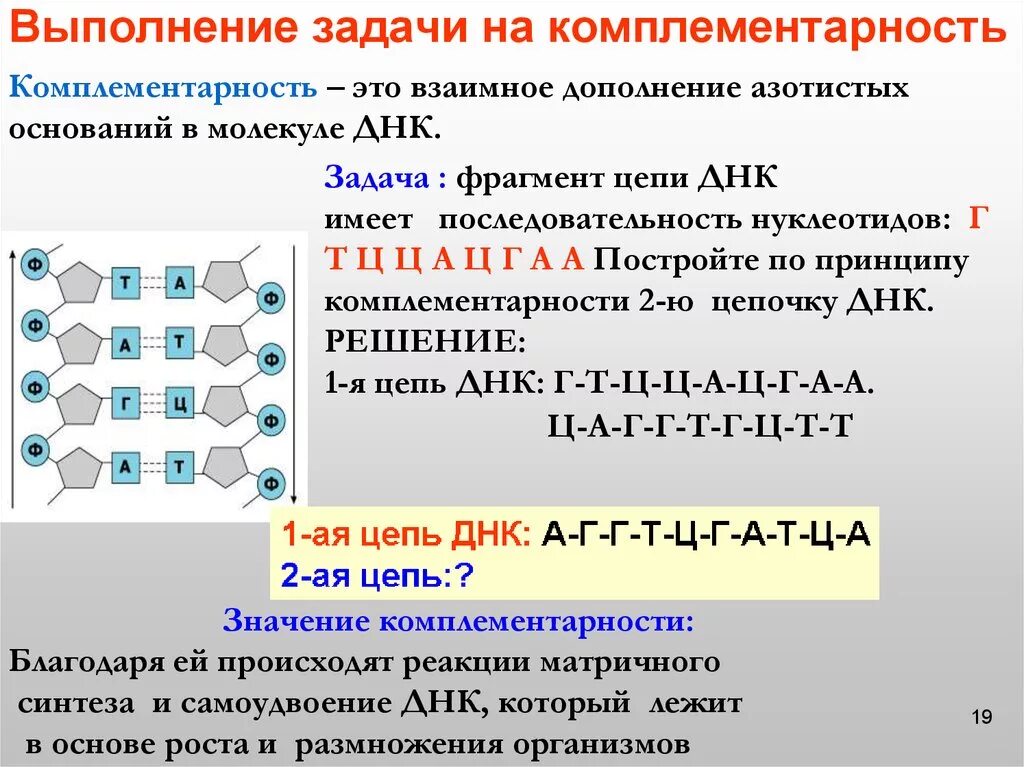 Цепочка ДНК А-Ц-Г-Т-А-Г-Ц-Т-А-Г вторая цепь. Фрагмент одной цепи молекулы ДНК Т А Г А Ц Г Г Ц Т А. Комплементарность нуклеотидов ДНК задачи. Комплементарные нуклеотиды ДНК.