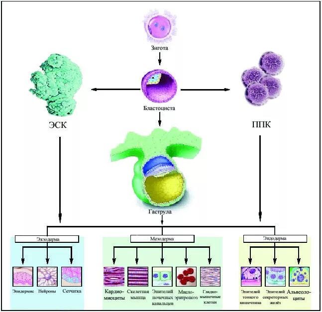 Метод эмбриональных стволовых клеток. Эмбриональные и соматические стволовые клетки. Эмбриональная стволовая клетка.