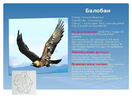 Орлы список