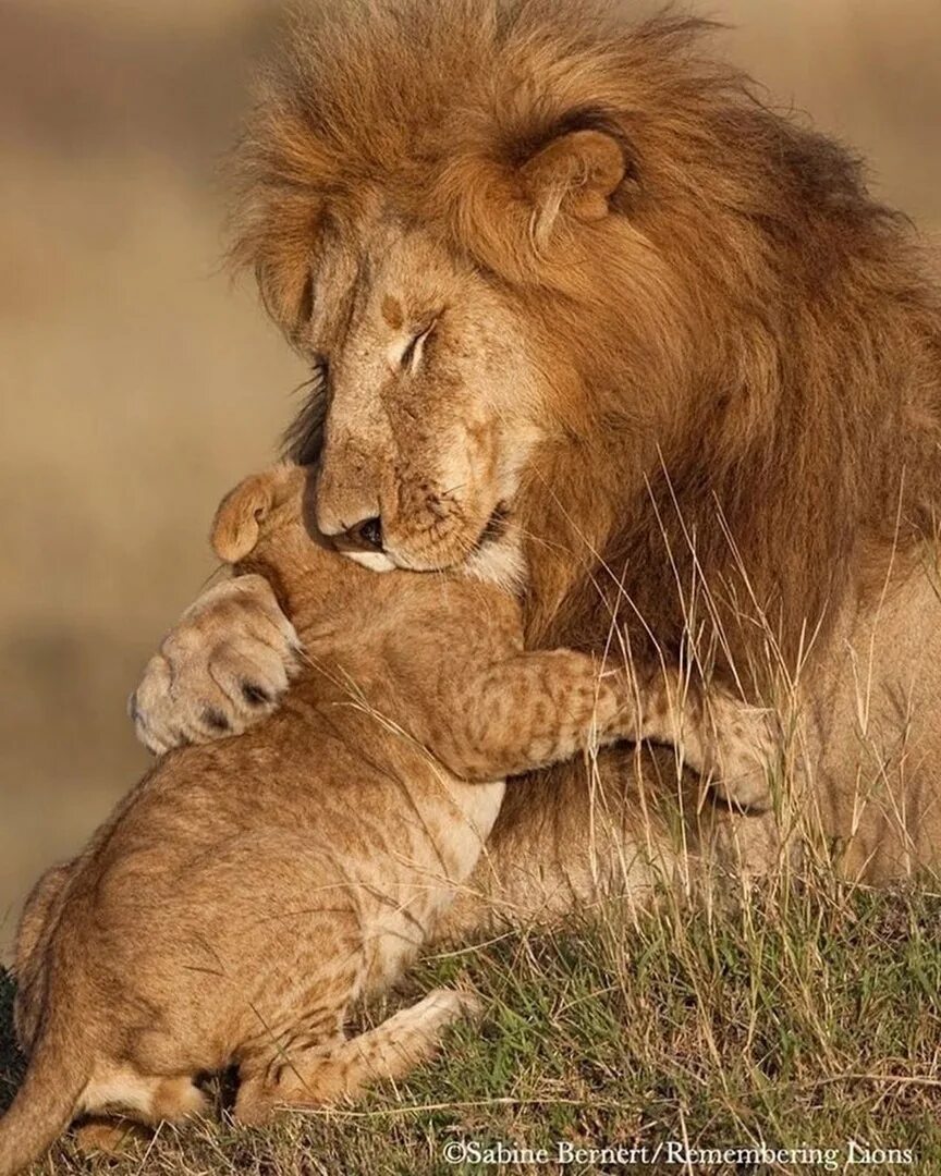 Лев король зверей. Лев львица и львенок. Лев отец и сын. Лев отец и сын. Львица и львенок.