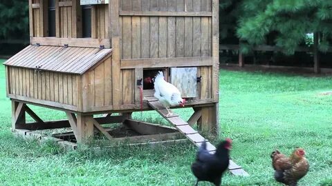 Курятник видео