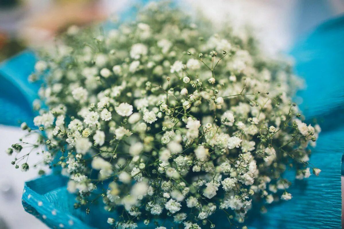 Гипсофила гипсофила Космик. Гипсофила Ясколковидная (Gypsophila cerastioides). Как ухаживать за гипсофилами в губке