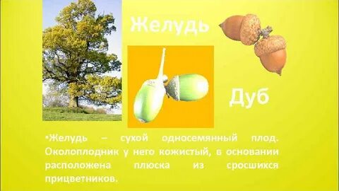 Желудь сухой или сочный