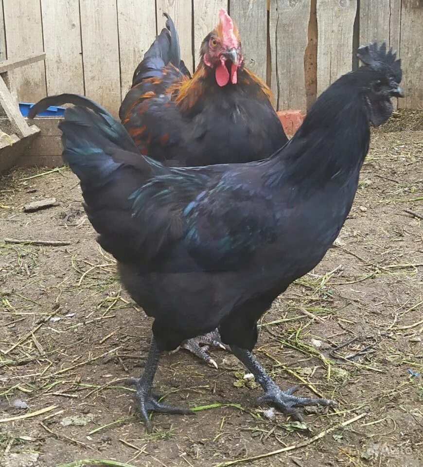 порода кур маран черно медный. петушки черный медный маран. маран черно медный. черно медный. петух маран черно медный.