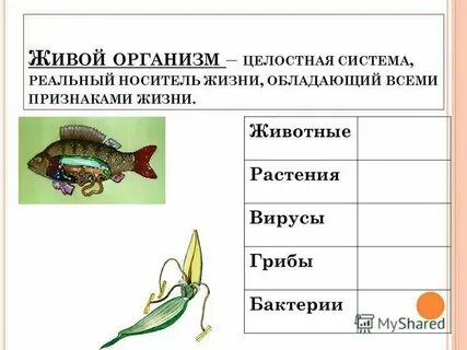 Общие свойства живых организмов это