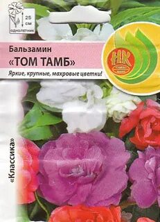 Бальзамин том тамб отзывы