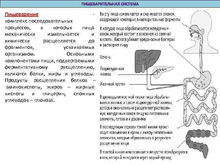 В каком отделе расщепляется клетчатка. В каком отделе расщепляется клетчатка