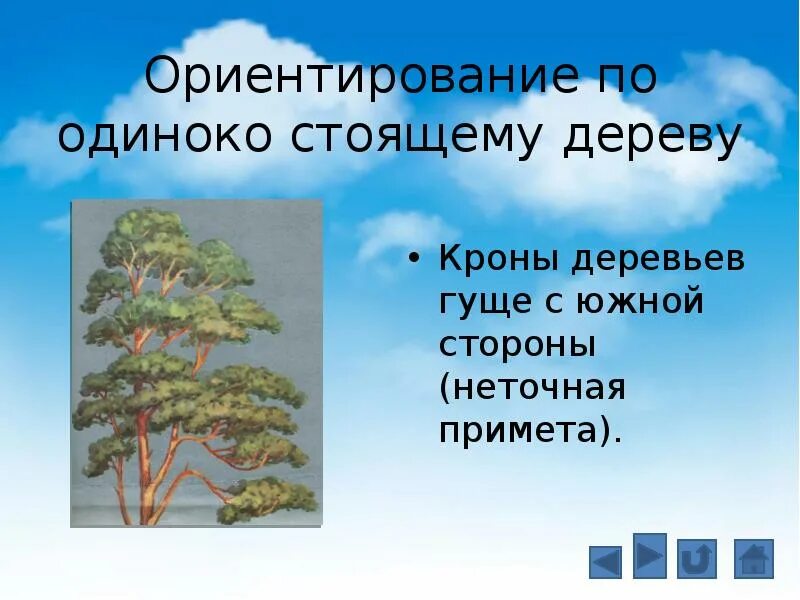 Кроны одиноко стоящих деревьев более густые с. Ориентирование по кроне деревьев. ориентироваться по дереву. ориентирование по веткам деревьев. ориентирование по одиноко стоящему дереву.