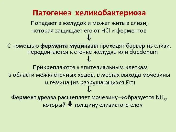 Причины заболевания хеликобактером. Патогенез хеликобактер пилори язва. Helicobacter pylori патогенез. Патогенез язвы желудка хеликобактер пилори. Хеликобактериоз патогенез.