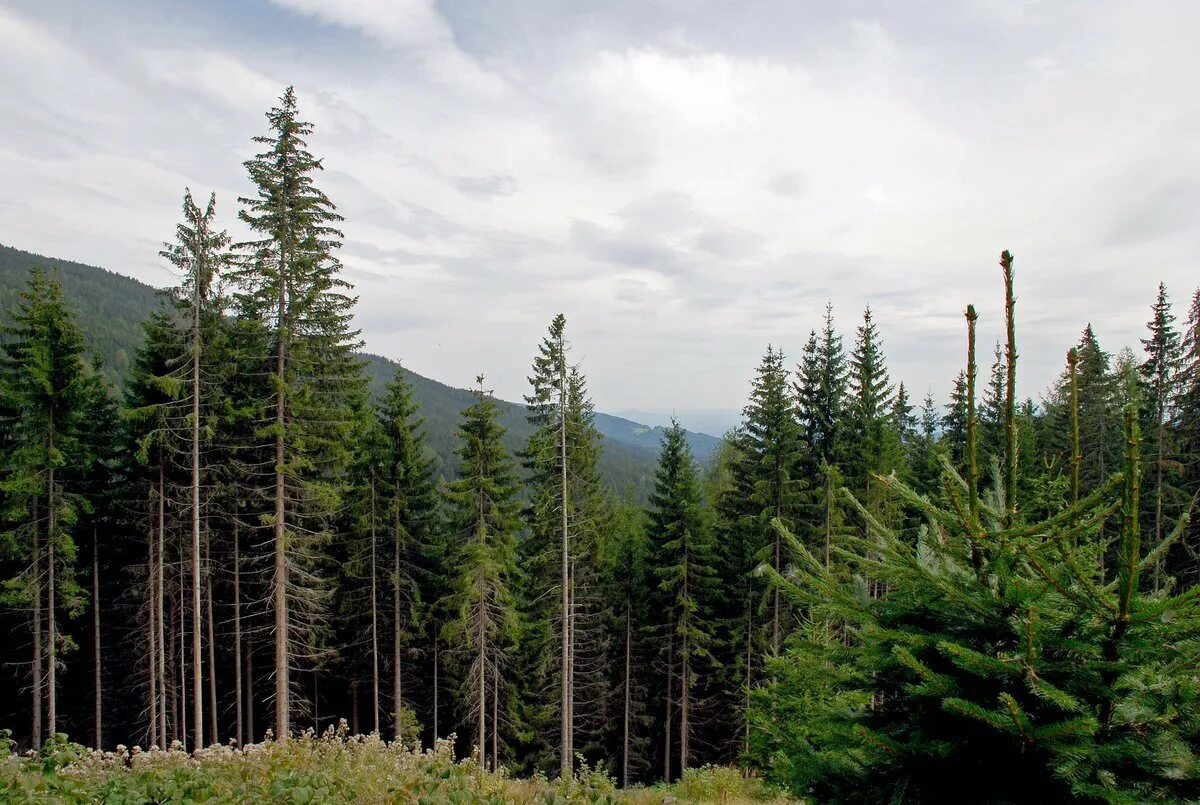 Елово пихтовый лес. Темнохвойная пихтовая тайга сибирь. Елово пихтовая тайга. Пихтовый лес тайги. Елово-пихтовые леса кавказа.