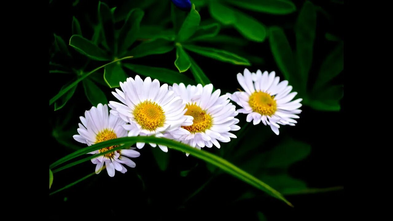 Ромашка 4 про. Дамасская ромашка. Обои на рабочий стол ромашковое поле. 4 ромашка на а4. Рассказ о ромашке.
