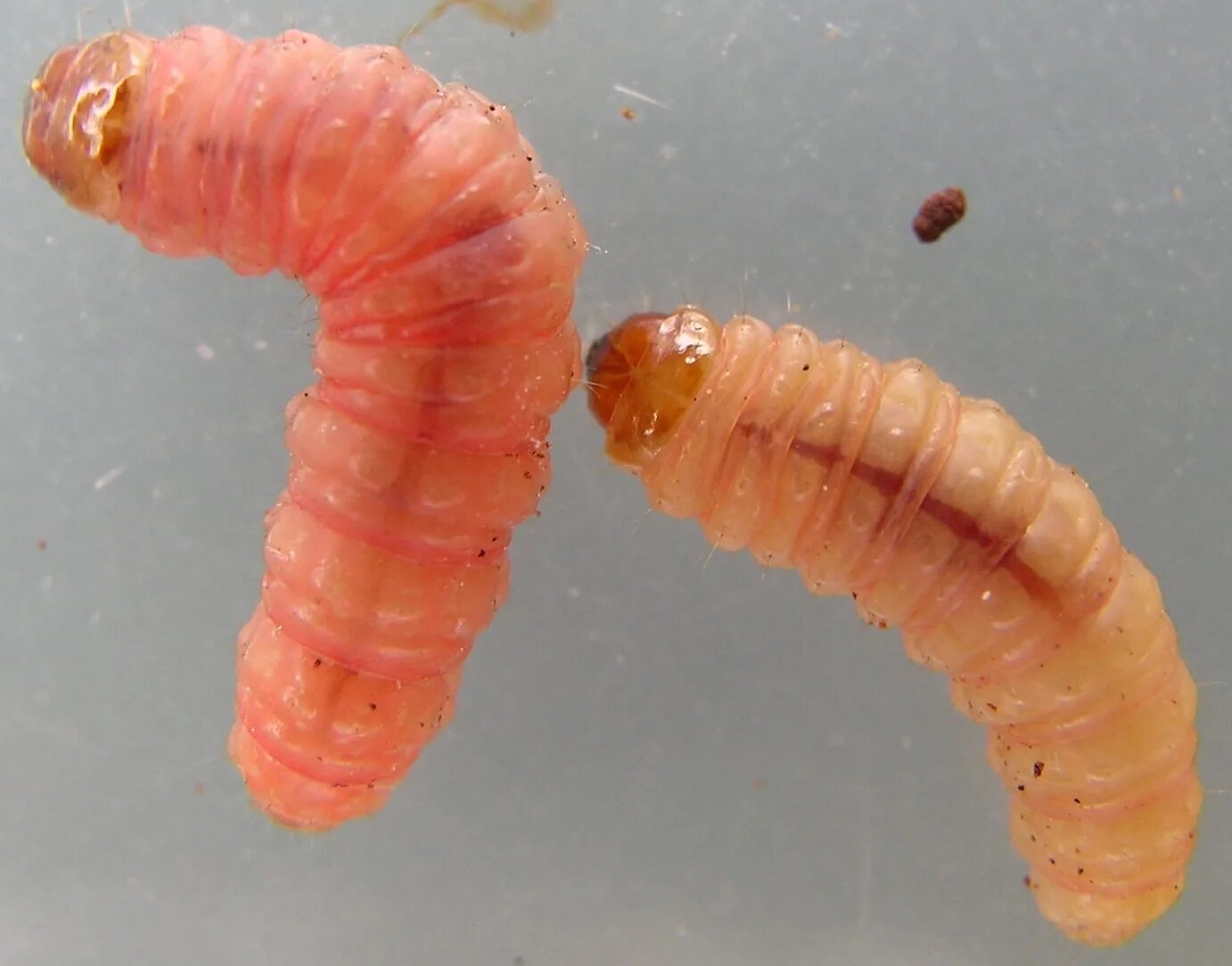 Красная личинка. Червячки Larva.